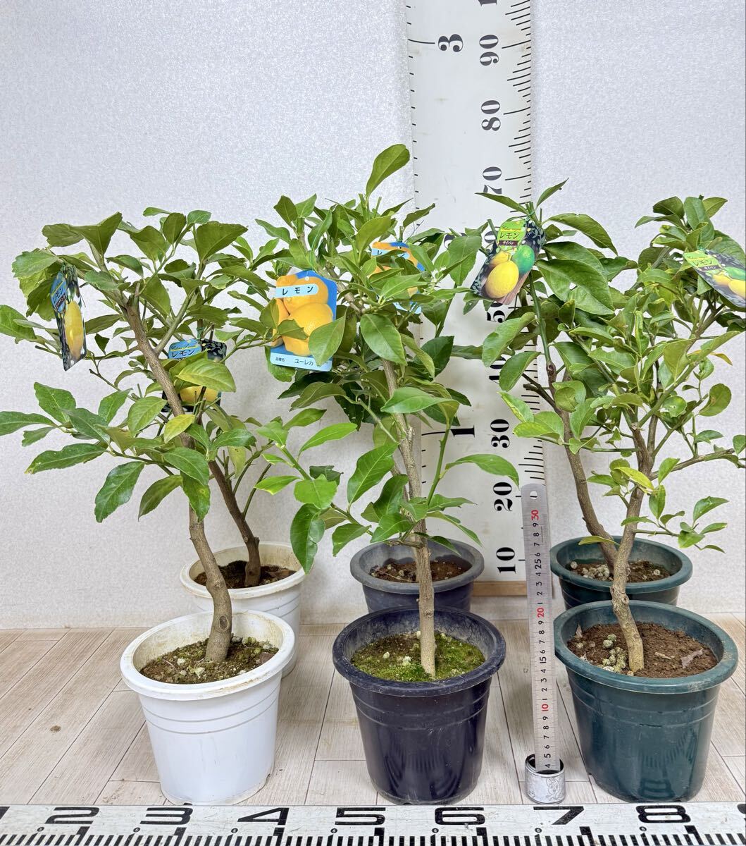 【レモン苗 3種MIX 6鉢セット 6号 現品 送料無料】拍卖