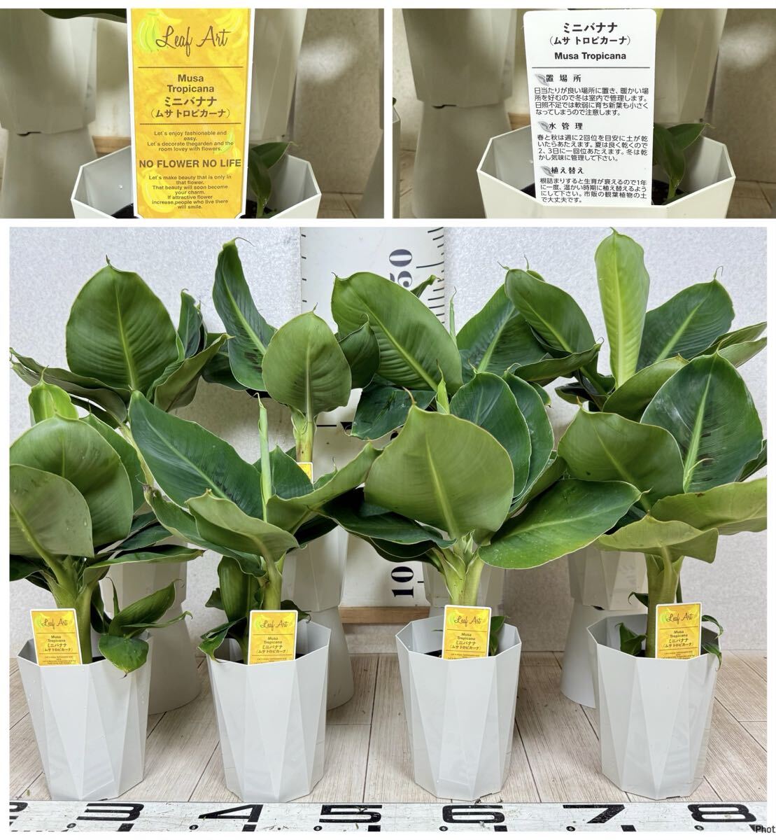 【バナナ苗 ミニバナナ・ムサ トロピカーナ 3.5号 8株セット 送料無料 沖縄県、離島配送不可】拍卖