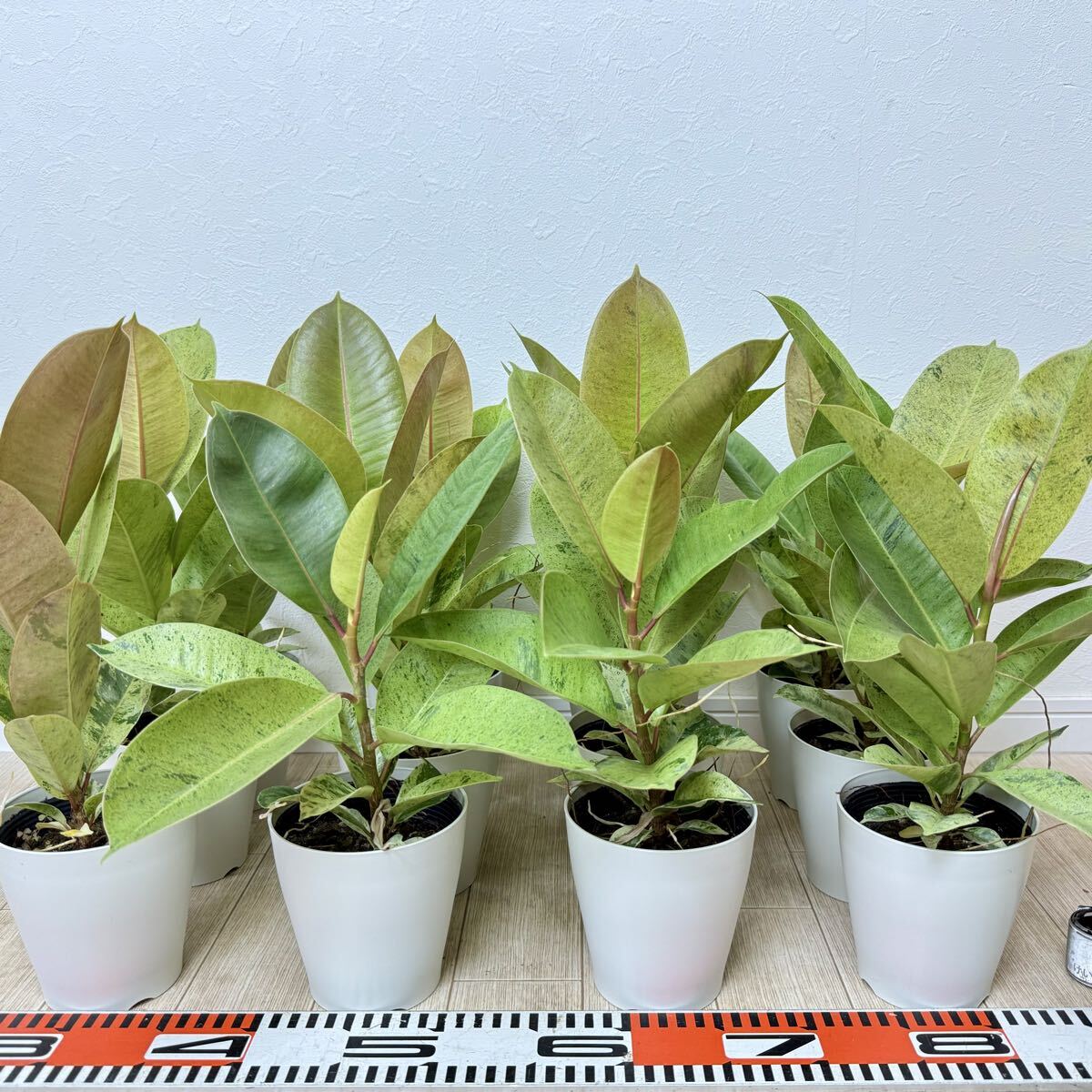 【ゴムの木 フィカス ジン 12鉢セット 3.5号 現品販売 送料無料 沖縄県、離島配送不可】拍卖