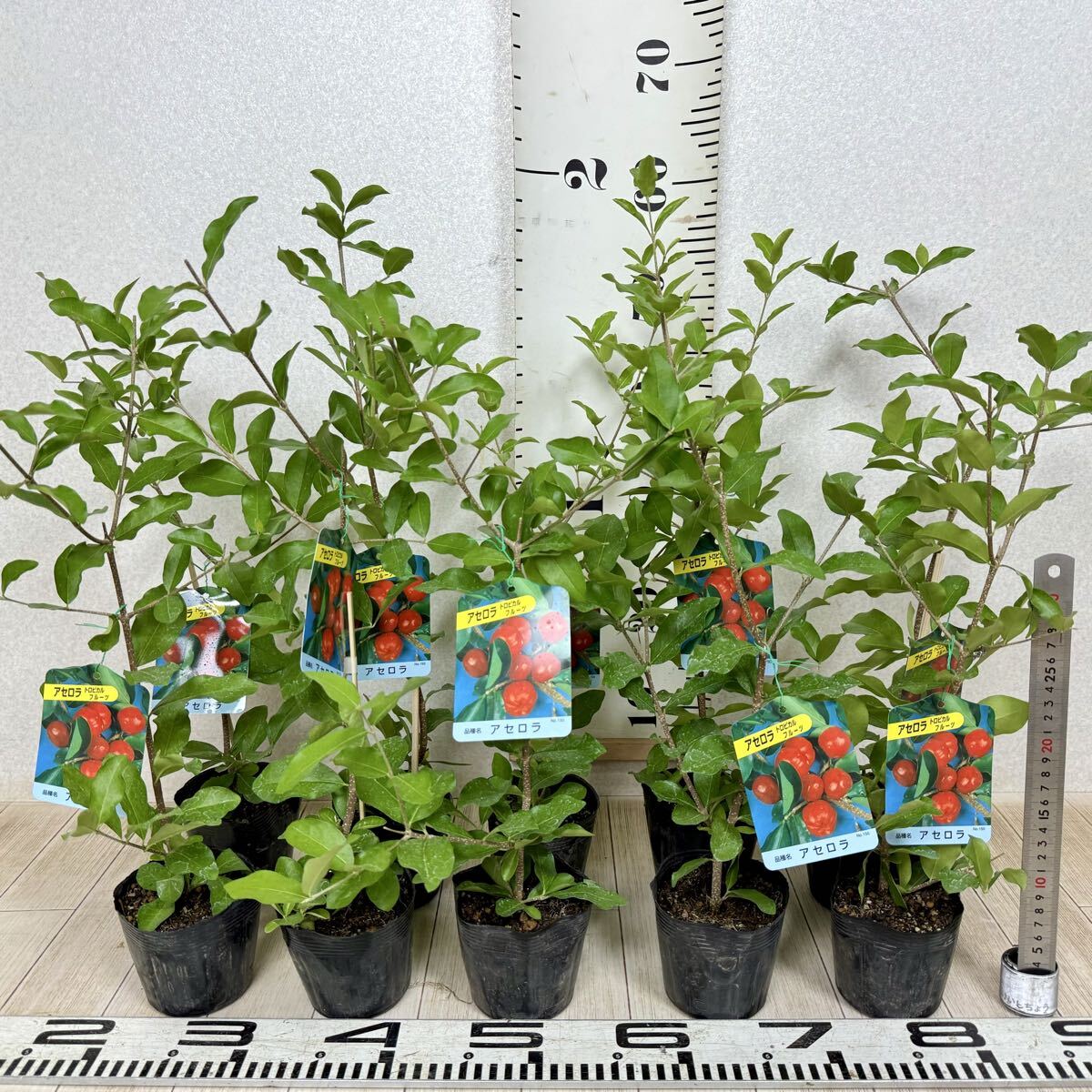 【アセロラ苗 3.5号 10鉢セット 現品 送料無料 沖縄県、離島配送不可】拍卖