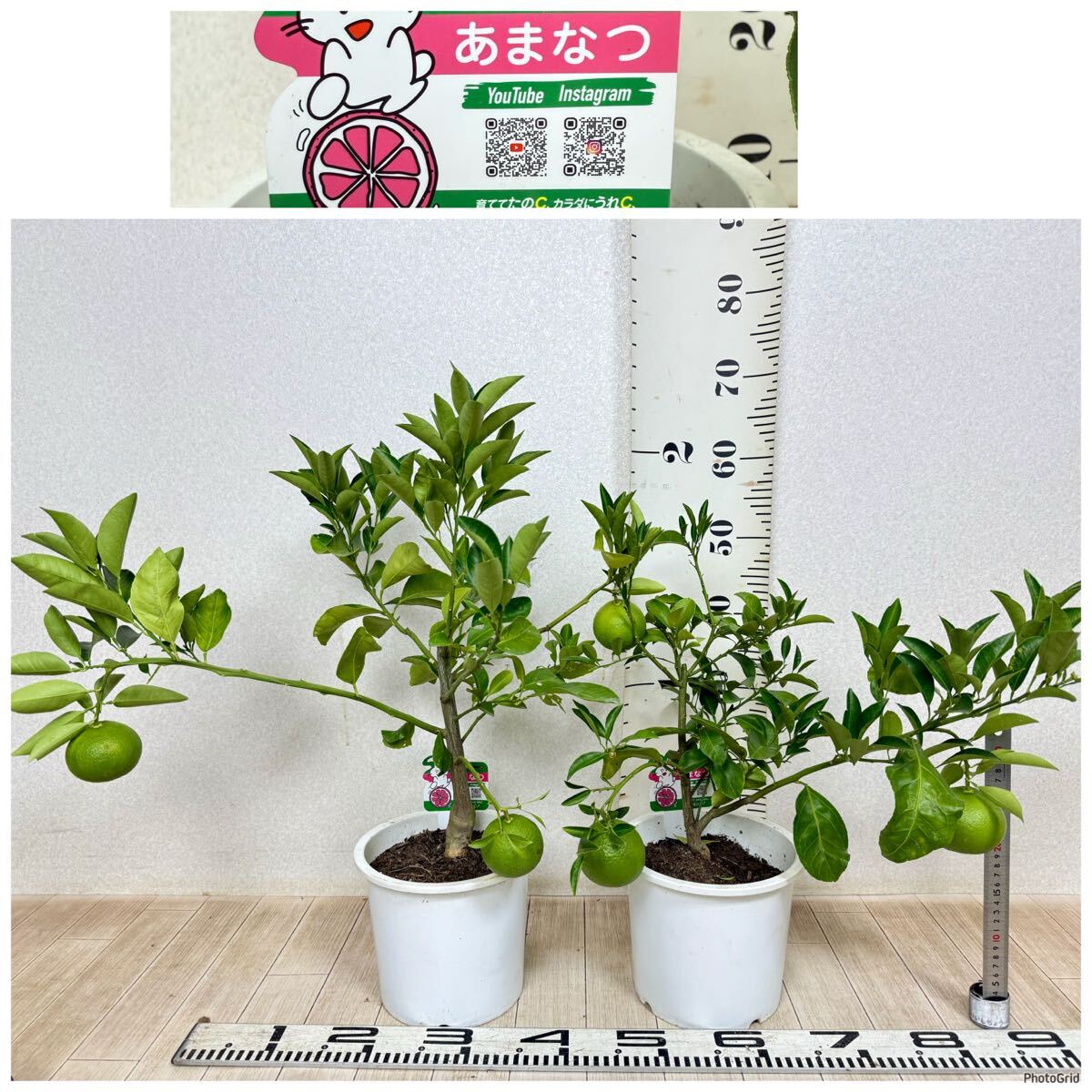 【甘夏 あまなつ 接木 2本セット 6寸鉢 現品 送料無料】拍卖