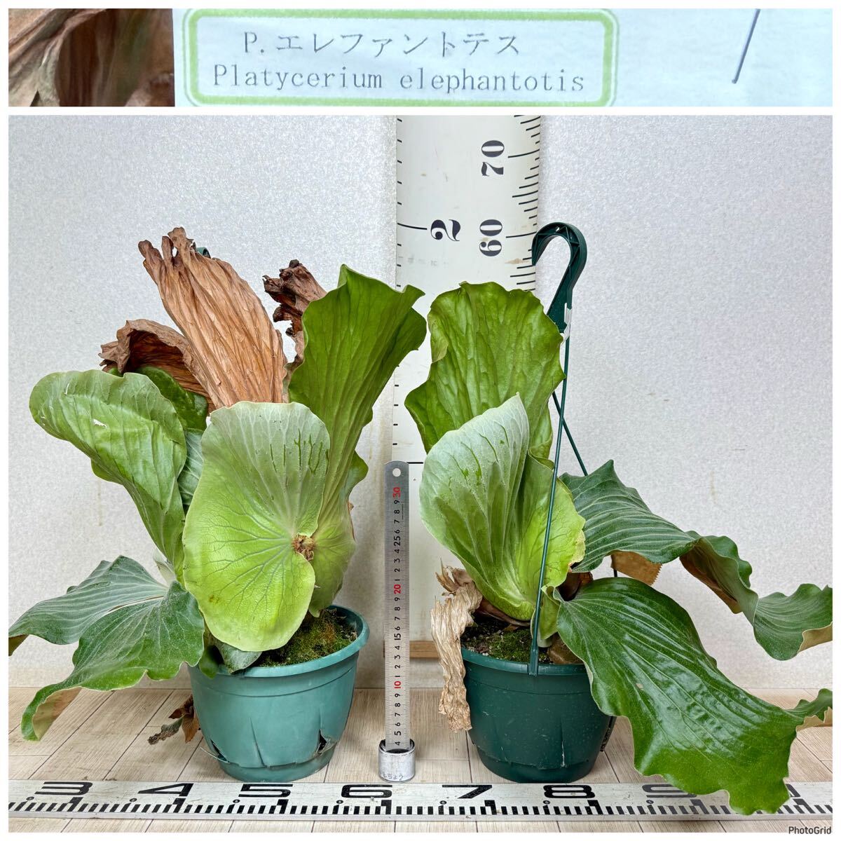 【コウモリラン・ビカクシダ プラティセリウム エレファントテス 2鉢セット 6号 現品 送料無料 沖縄県、離島配送不可】拍卖