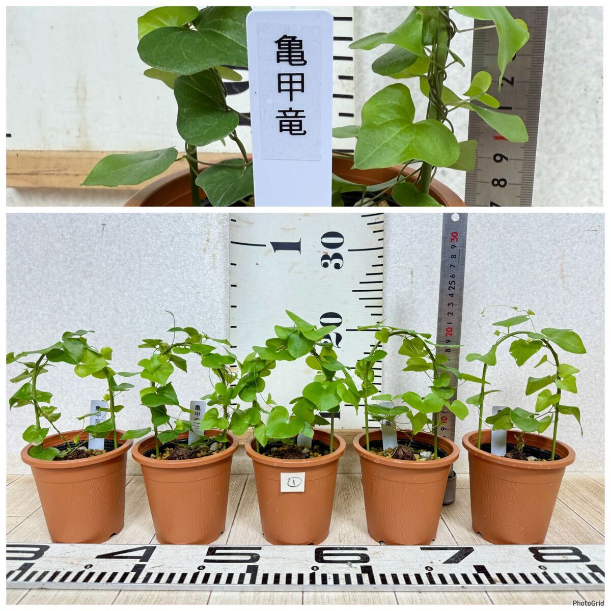 【1.亀甲竜(ディオスコレア)5鉢セット 3号 現品 送料無料 沖縄県、離島配送不可】拍卖