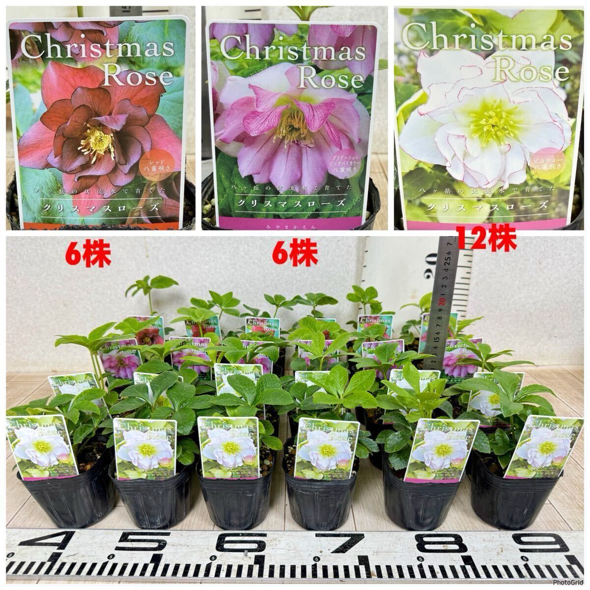 【八重クリスマスローズ苗 MIX 24鉢セット 3号 現品 送料無料 沖縄県、離島配送不可】拍卖
