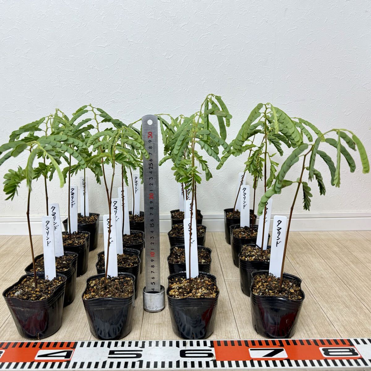 【タマリンド苗木 16鉢セット 3号ポット 現品 送料無料】拍卖