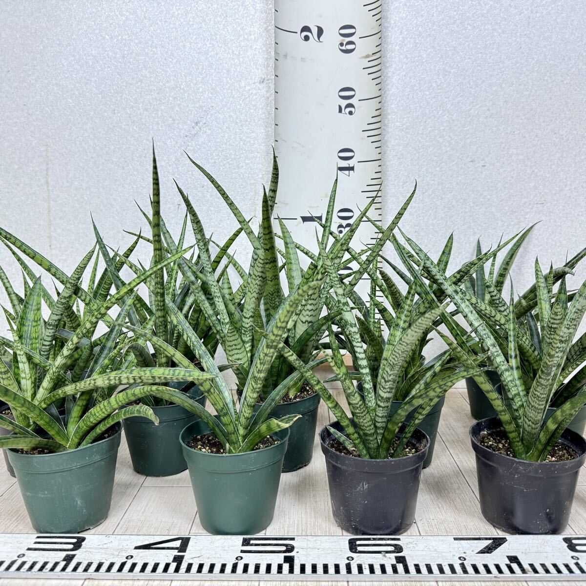 【サンスベリア・レディーチャーム 4号 14鉢セット 現品 送料無料 沖縄県、離島配送不可】拍卖