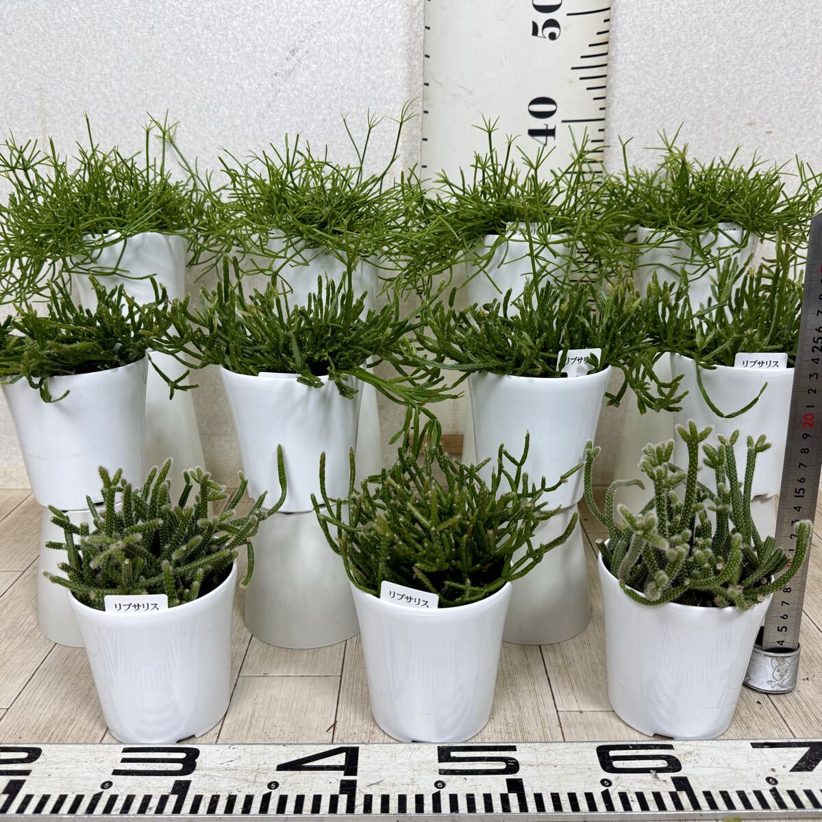 【リプサリス MIX 11鉢セット 3.5号 現品販売 送料無料 沖縄県、離島配送不可】拍卖