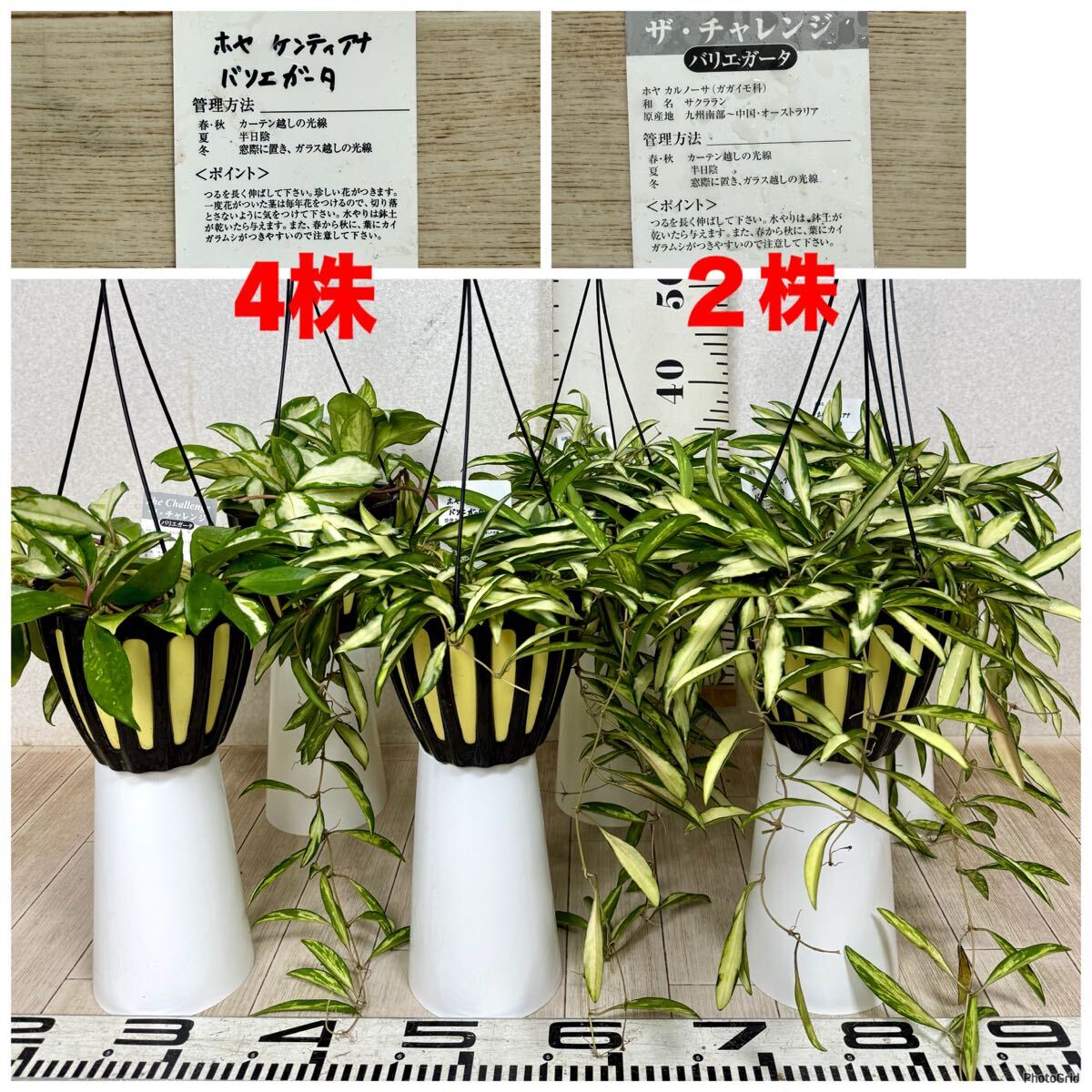 【ホヤ HOYA 2種MIX 6鉢セット 5号吊 現品 送料無料 沖縄県、離島配送不可】拍卖