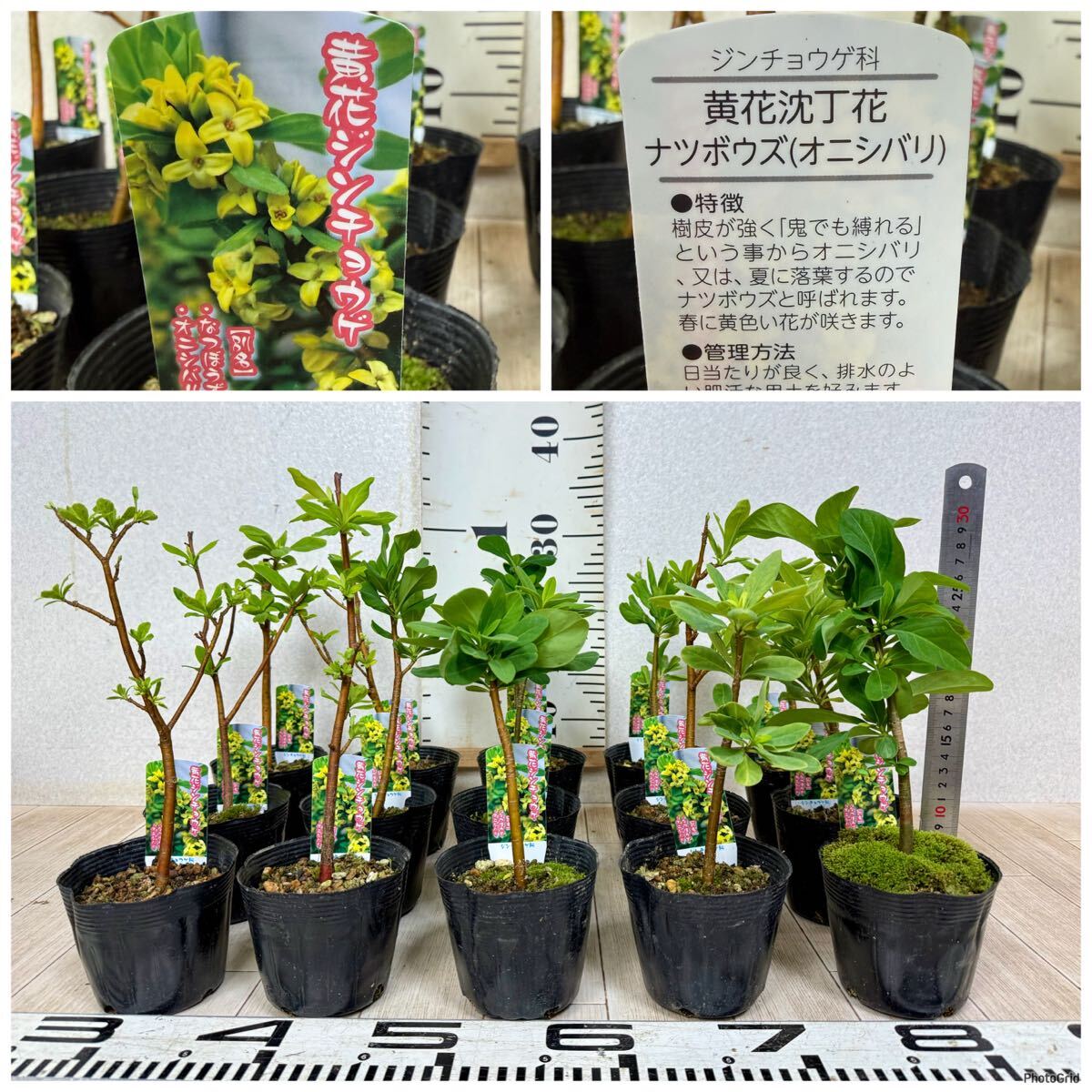 【黄花沈丁花(キバナジンチョウゲ)ナツボウズ 15鉢セット 3号 現品 送料無料 沖縄県、離島配送不可】拍卖