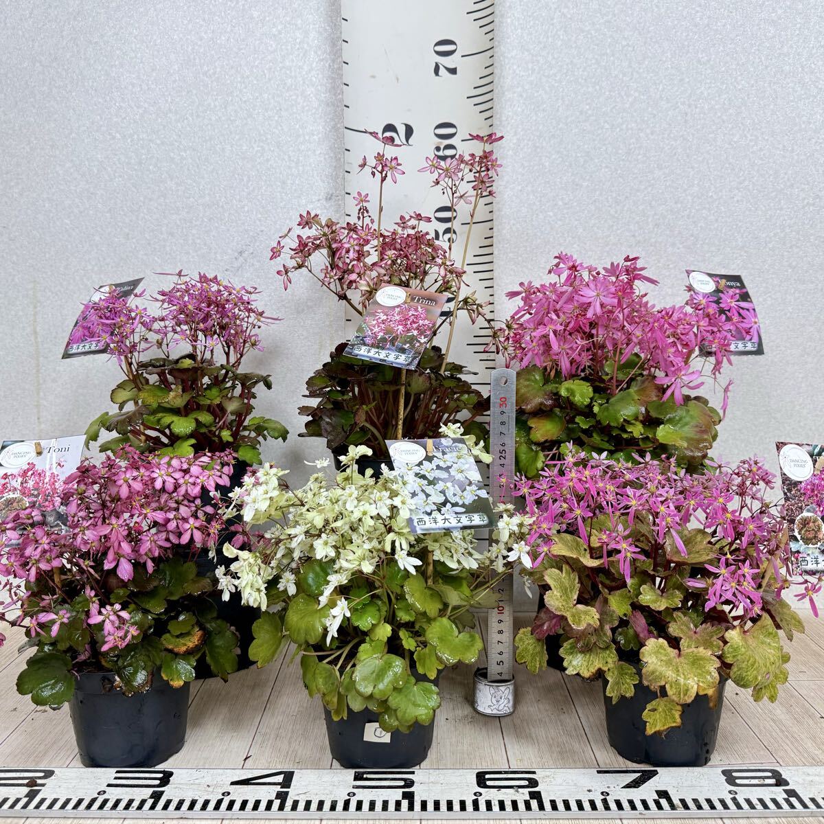 【1.西洋大文字草 セイヨウダイモンジソウ MIX 6鉢セット 5号鉢 現品 送料無料 沖縄県、離島配送不可】拍卖