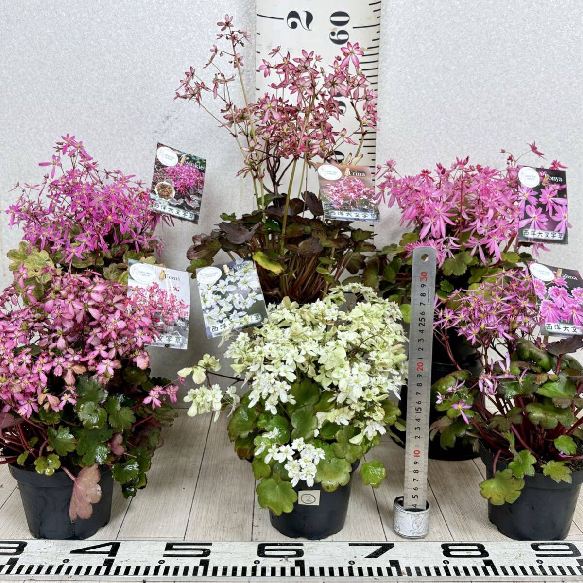 【2.西洋大文字草 セイヨウダイモンジソウ MIX 6鉢セット 5号鉢 現品 送料無料 沖縄県、離島配送不可】拍卖
