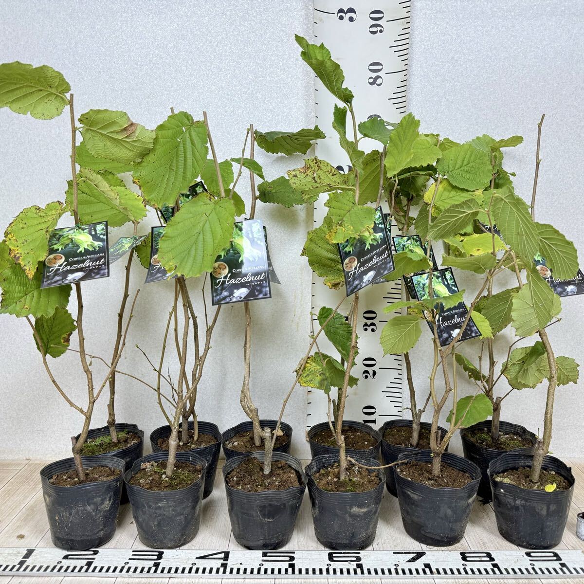 【ヘーゼルナッツ苗 (西洋ハシバミ) 12株 4.5号ポット 現品 送料無料】拍卖