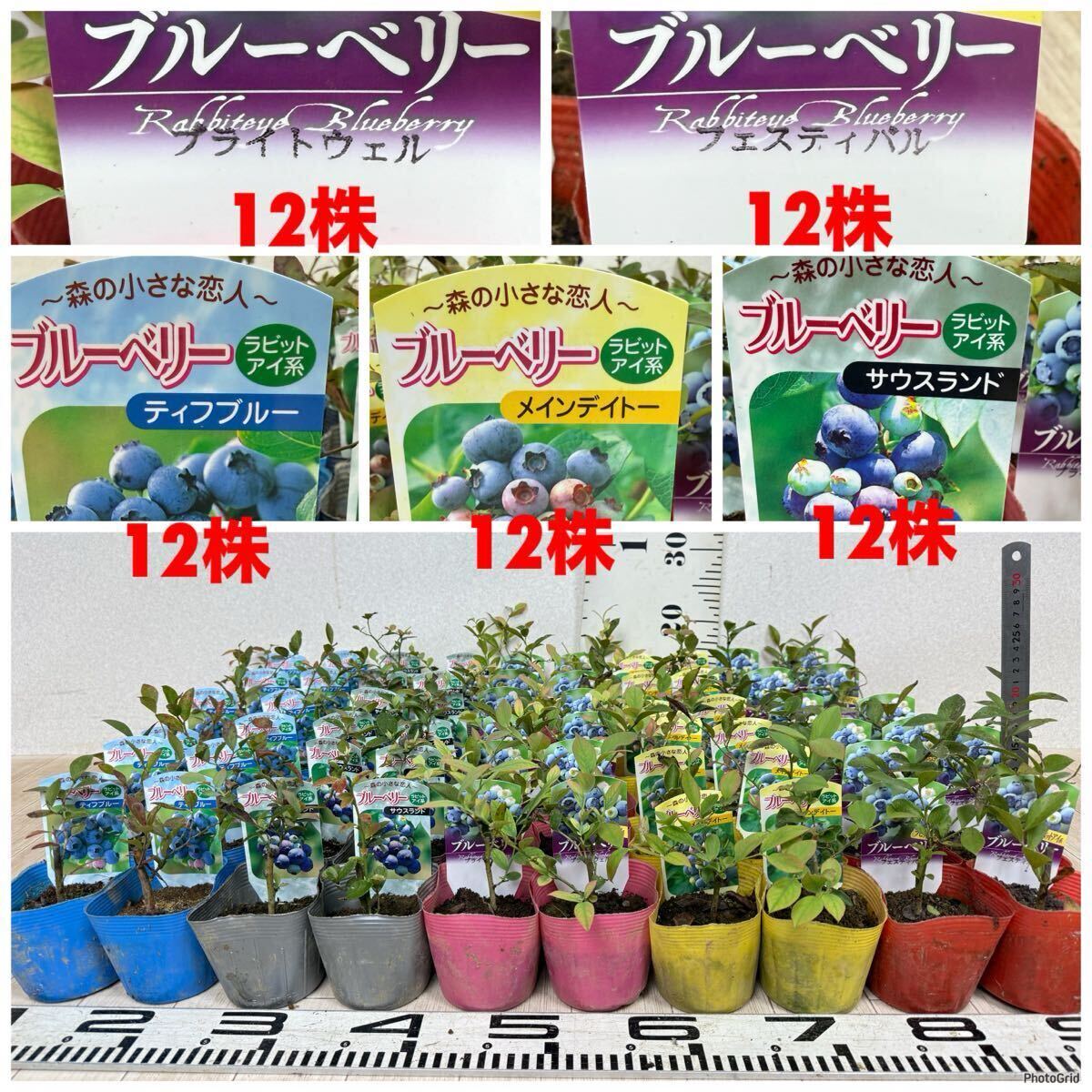 【ブルーベリー苗 ラビットアイ系 MIX 3.5号 60株セット 現品販売 送料無料】拍卖