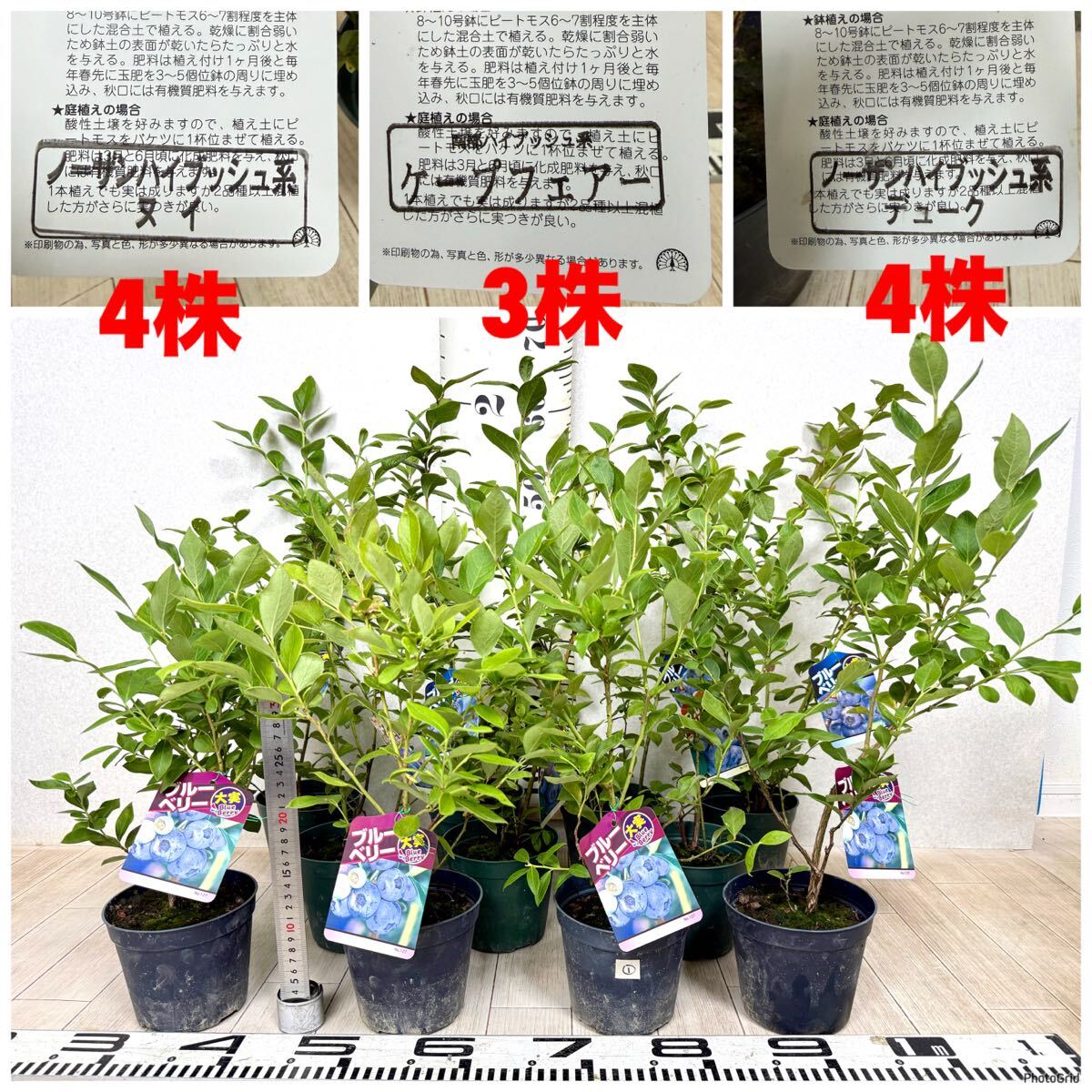 【1.ブルーベリー苗 N.ハイブッシュ系MIX 4.5号 11鉢セット 現品販売 送料無料 沖縄県、離島配送不可】拍卖