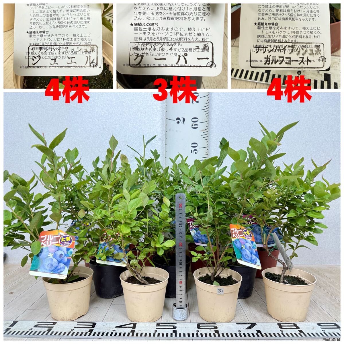 【2.ブルーベリー苗 S.ハイブッシュ系MIX 4.5号 11鉢セット 現品販売 送料無料 沖縄県、離島配送不可】拍卖