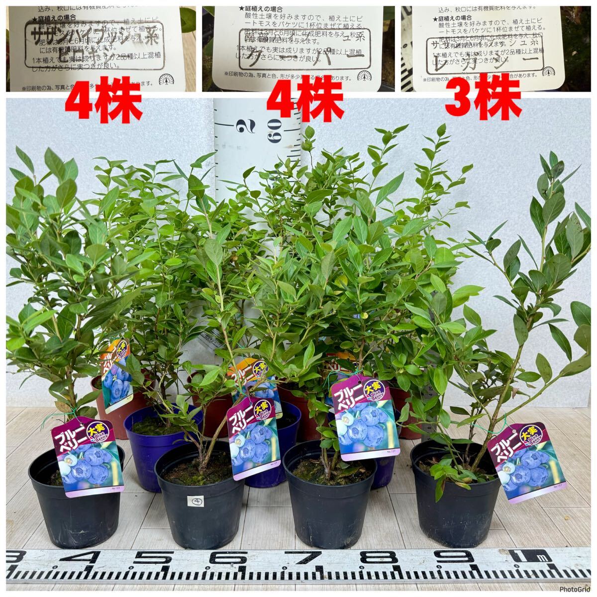 【4.ブルーベリー苗 S.ハイブッシュ系MIX 4.5号 11鉢セット 現品販売 送料無料 沖縄県、離島配送不可】拍卖