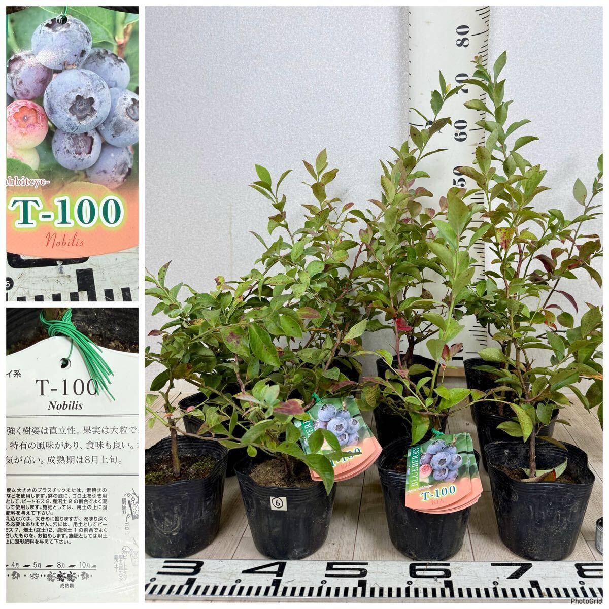 【6.ブルーベリー ラビットアイ系 ”ノビリス T-100” 4.5号 12鉢セット 現品販売 送料無料 沖縄県、離島配送不可】拍卖