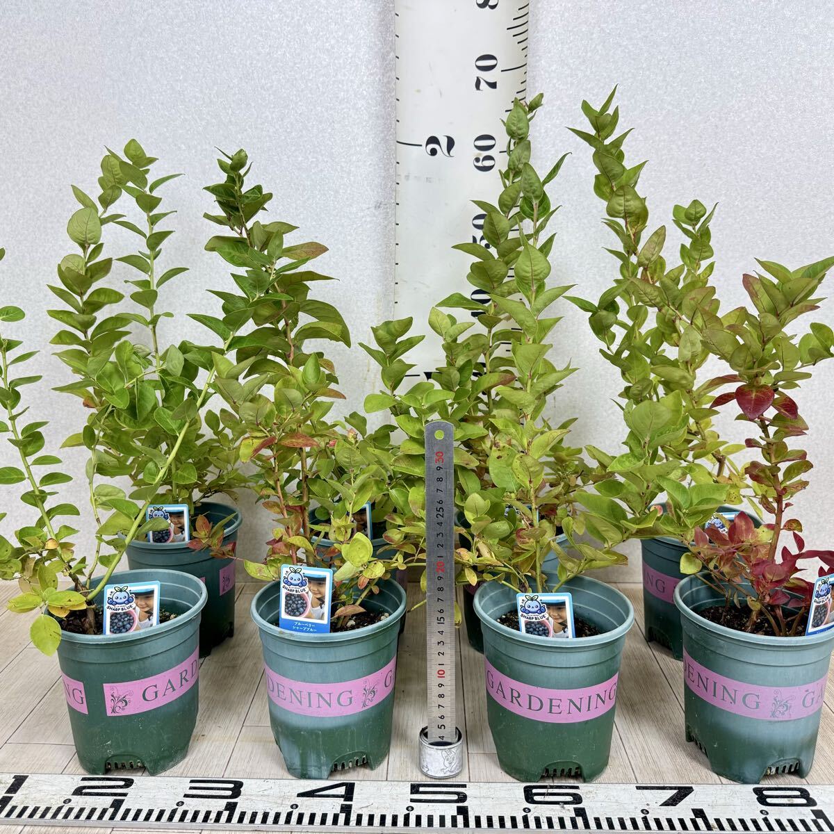 【8.ブルーベリー S.ハイブシュ系 ”シャープブルー” 5号 8鉢セット 現品販売 送料無料 沖縄県、離島配送不可】拍卖