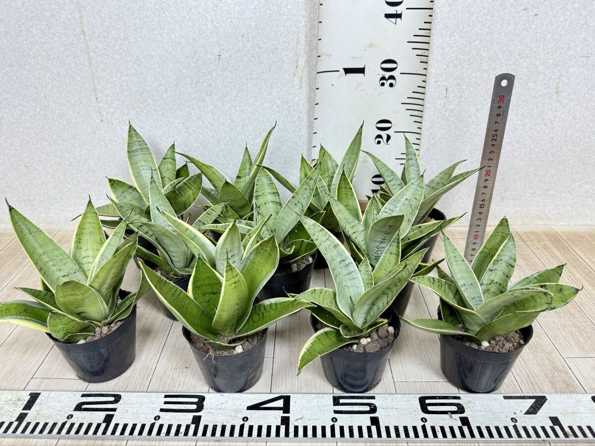 【サンスベリア シルバーハニー 11鉢セット 3.5号 現品 送料無料 沖縄県、離島配送不可】拍卖