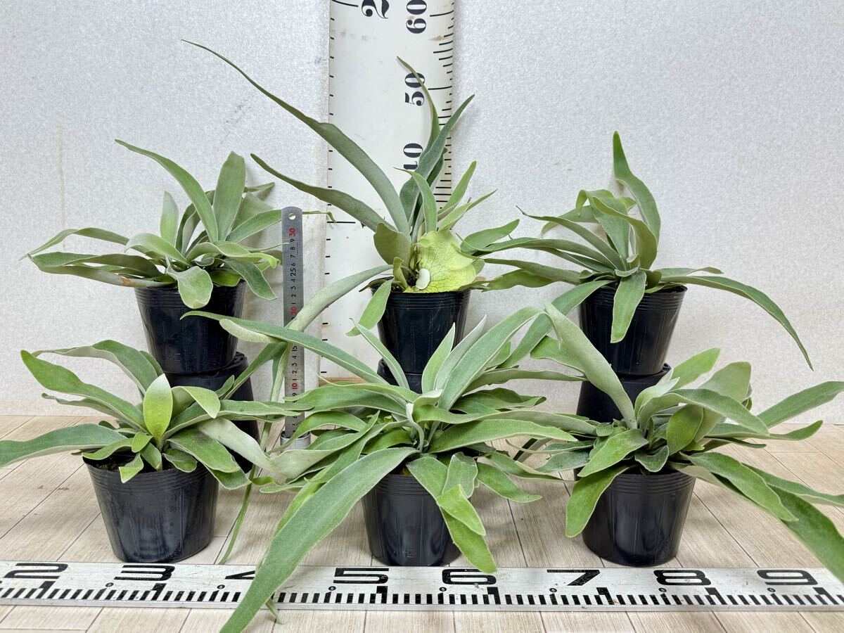 【コウモリラン(ビカクシダ) ベイチー 4.5号 6株セット 現品 送料無料  沖縄県、離島配送不可】拍卖