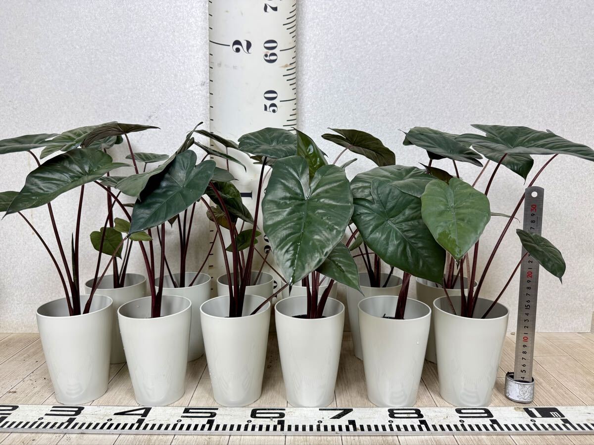 【アロカシア・ユタカンプリンセス 3.5号 12鉢セット 現品 送料無料 沖縄県、離島配送不可】拍卖