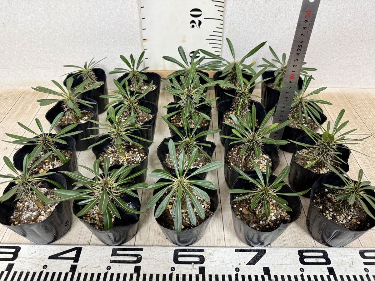 【パキポジウム ラメレイ 3.5号  20鉢セット 現品 送料無料 沖縄県、離島配送不可】拍卖