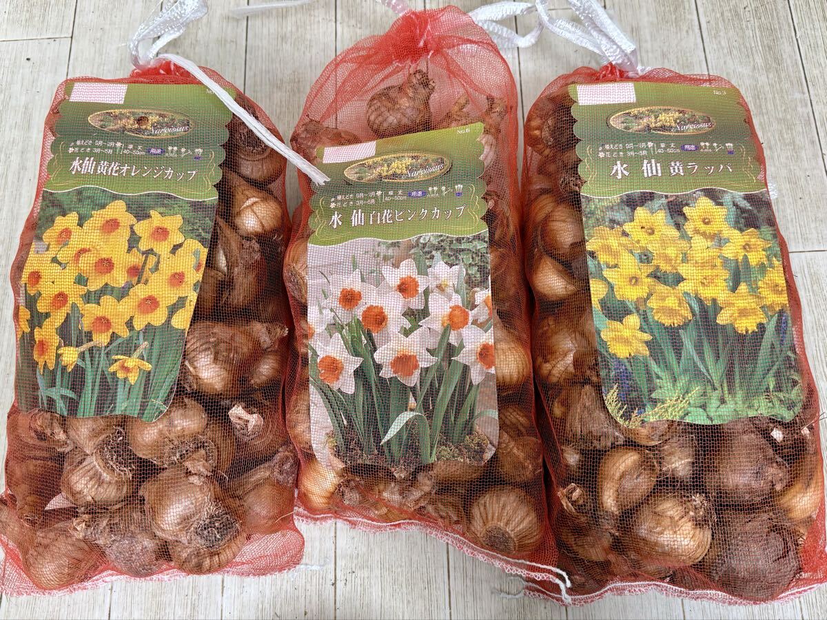 【水仙 球根 3種MIX 90球(30球入り×3袋)現品 送料無料 沖縄県、離島配送不可】拍卖