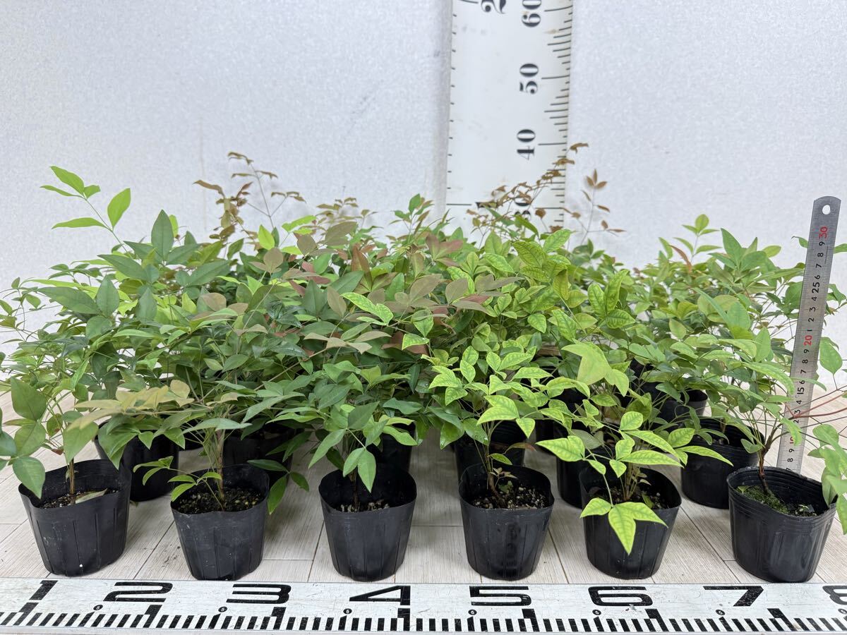 【南天苗 赤 3号 24株セット 現品 送料無料 沖縄県、離島配送不可】拍卖