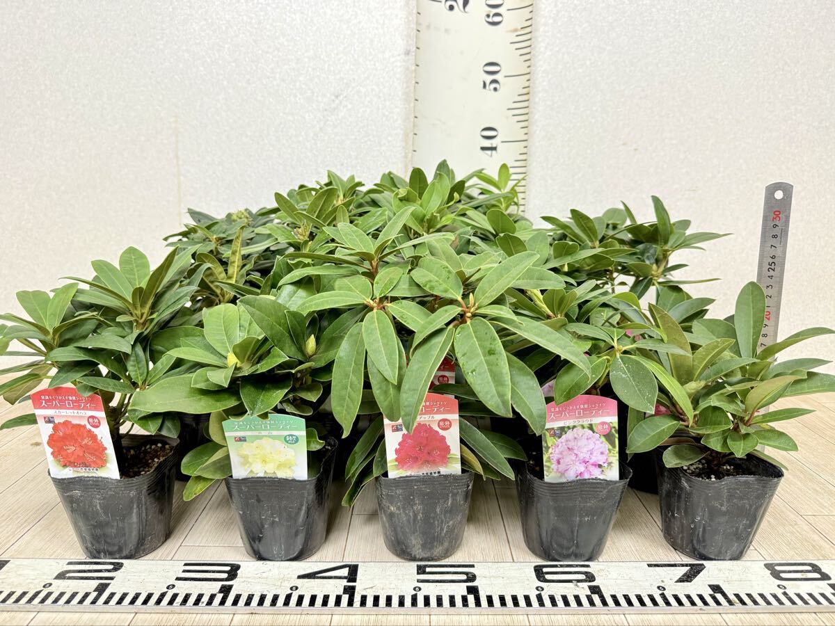 【強健シャクナゲ スーパーローディー MIX 3.5号 20鉢セット 現品 送料無料 沖縄県、離島配送不可】拍卖