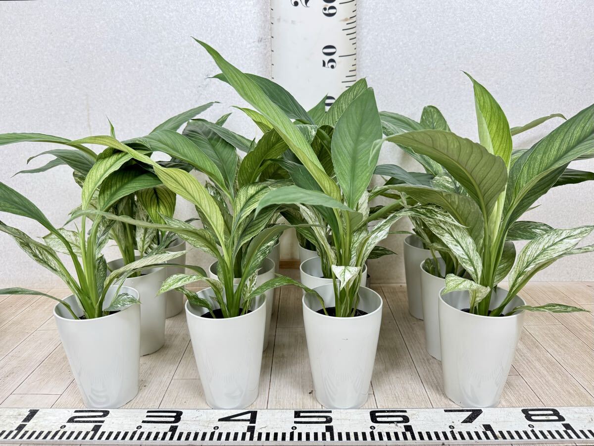 【斑入りスパティフィラム センセーション バリエガータ 12鉢セット 3.5号 現品 送料無料 沖縄県、離島配送不可】拍卖