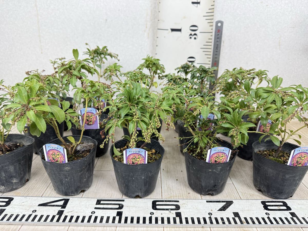 【赤花あせび 馬酔木 アセビ パッション 15鉢セット 3号 現品販売 送料無料 沖縄県、離島配送不可】拍卖