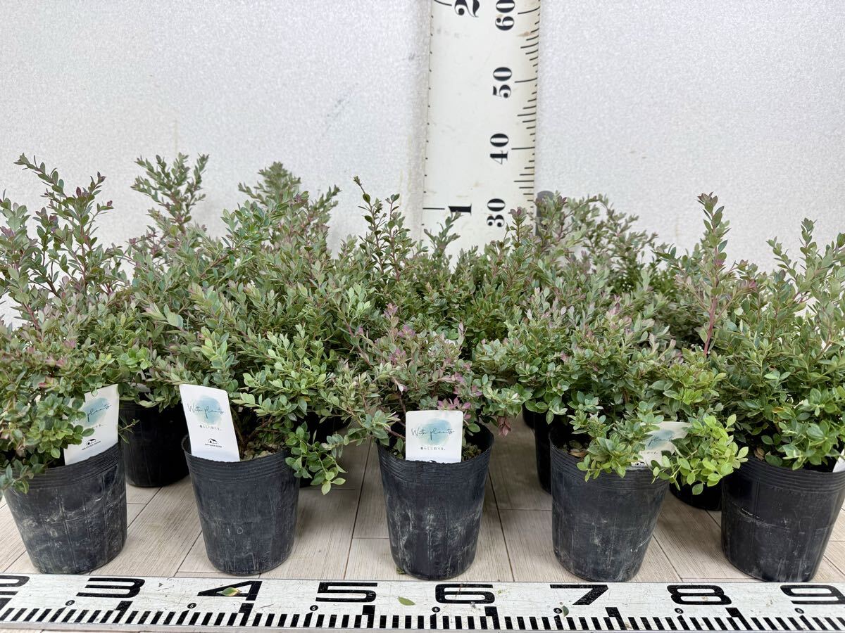 【常緑ブルーベリー シルバー系 15株セット 4号ポット 現品 送料無料 沖縄県、離島配送不可】拍卖