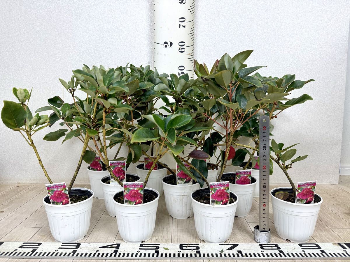 【ロドレイア苗 ヘンリー 4号ポット 11株セット 現品 送料無料 沖縄県、離島配送不可】拍卖