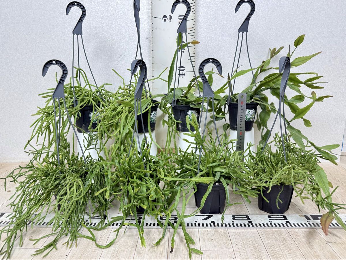 【リプサリス MIX 8鉢セット 4号吊鉢 現品販売 送料無料 沖縄県、離島配送不可】拍卖