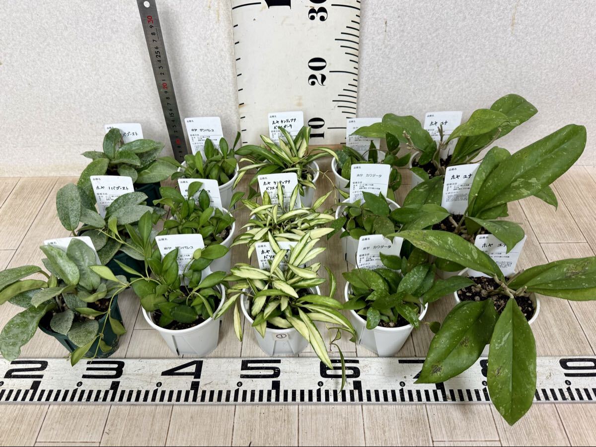 【1.ホヤ HOYA MIX 15鉢セット 3.5号 現品 送料無料】沖縄県、離島配送不可 拍卖
