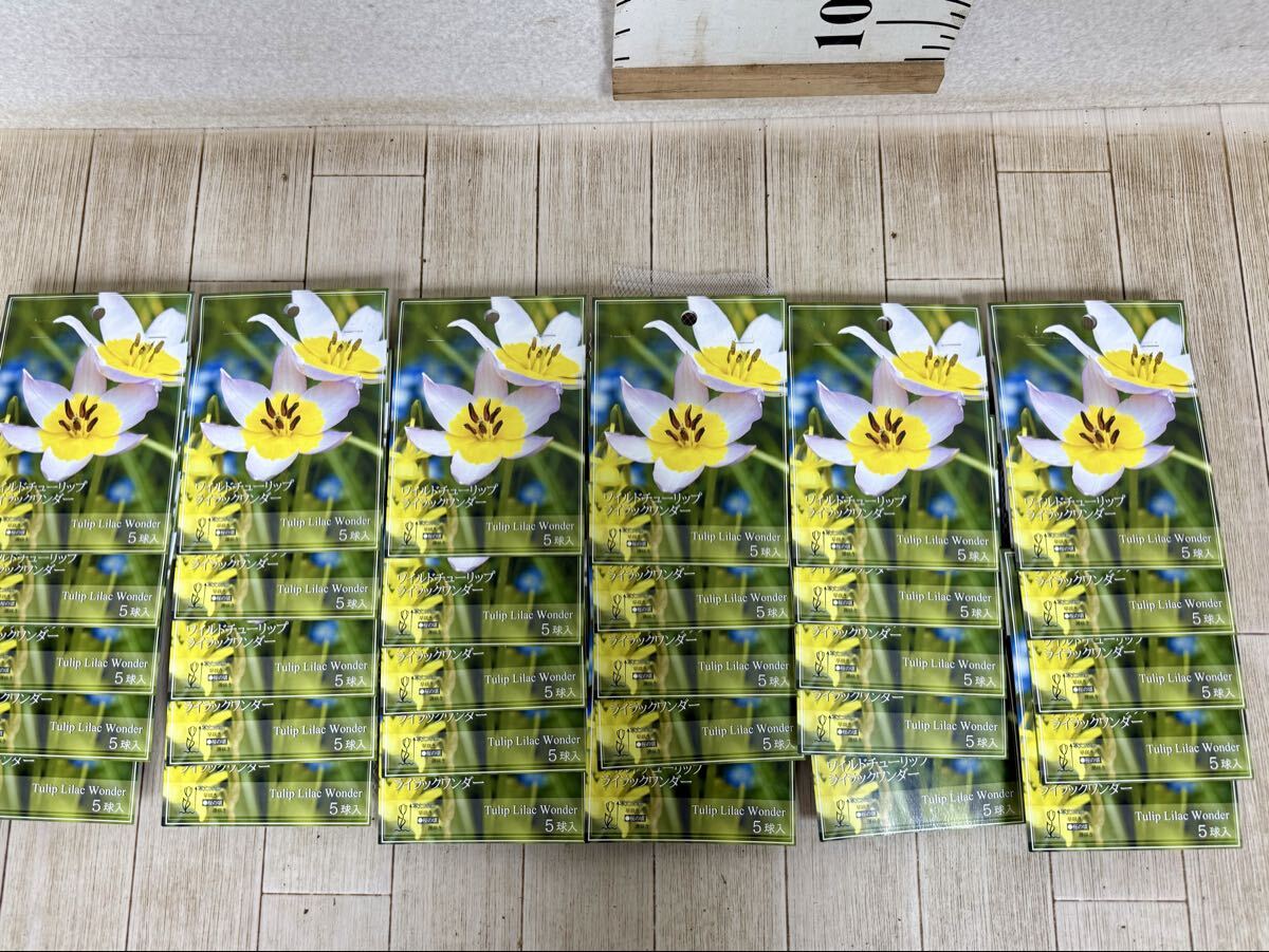 【球根 チューリップ(原種系)ライラックワンダー 5球入り×30袋セット 現品 送料無料 沖縄県、離島配送不可】拍卖