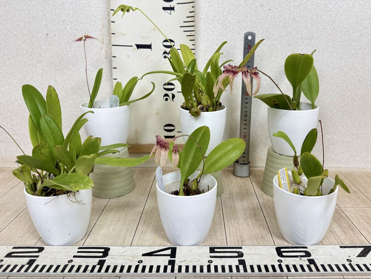 【Bulb. ブルボフィルム バルボ MIX  6鉢セット 現品 送料無料 沖縄県、離島配送不可】拍卖