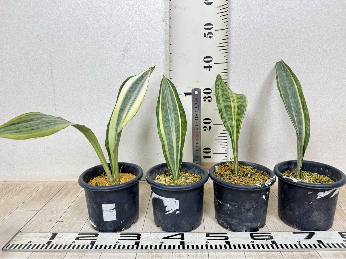 【サンスベリア マッソニアーナ 4鉢セット 5号 現品 送料無料 沖縄県、離島配送不可】拍卖