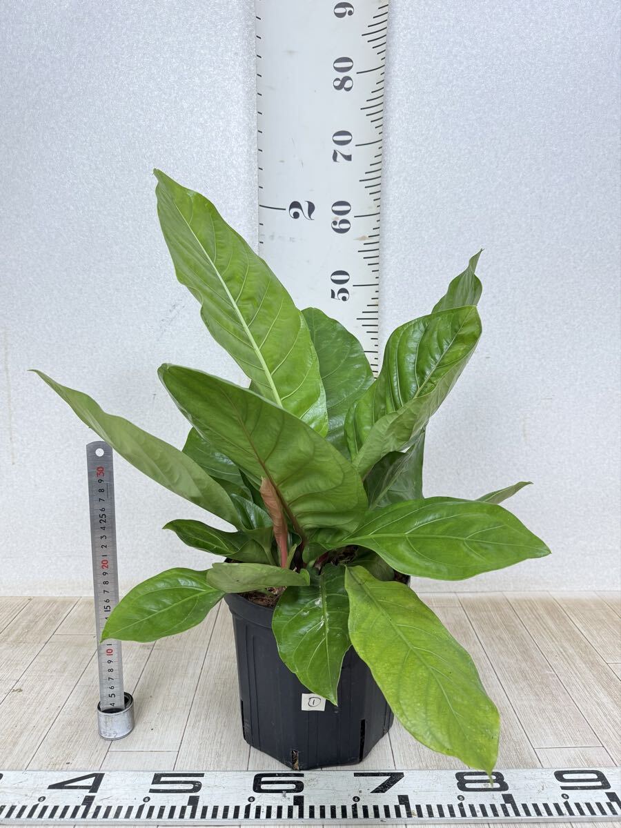 【1.アンスリューム鉢 マルバ  7寸鉢 現品 送料無料 沖縄県、離島配送不可】拍卖