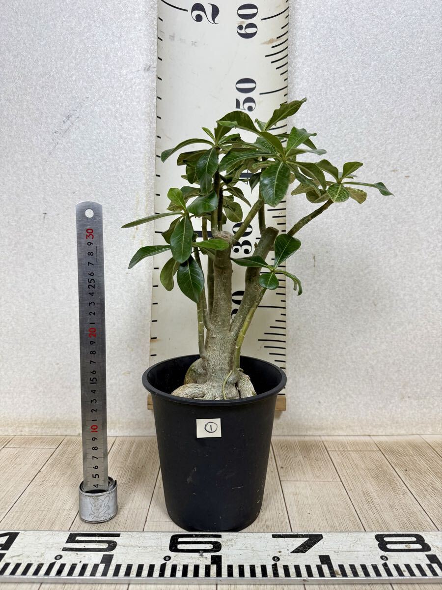【1.アデニウム 斑入り 5号 現品 送料無料 沖縄県、離島配送不可】拍卖