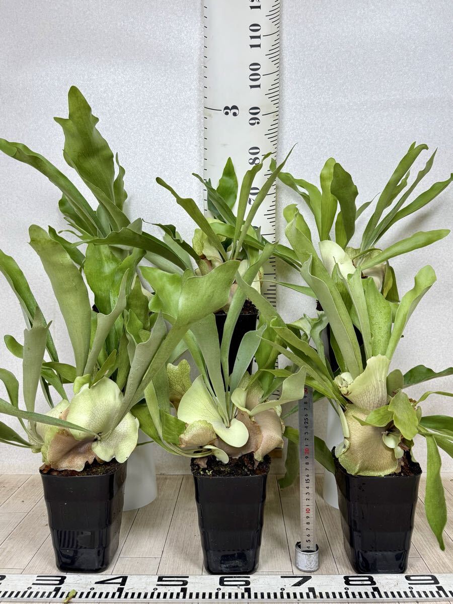【コウモリラン ビカクシダ P・ビフルカツム 大 5号 6鉢セット 現品 送料無料 沖縄県、離島配送不可】拍卖