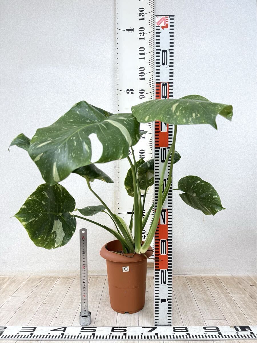 【1.斑入りモンステラ タイコンステレーション デリシオサ 6号鉢 現品 送料無料】沖縄県、離島配送不可拍卖