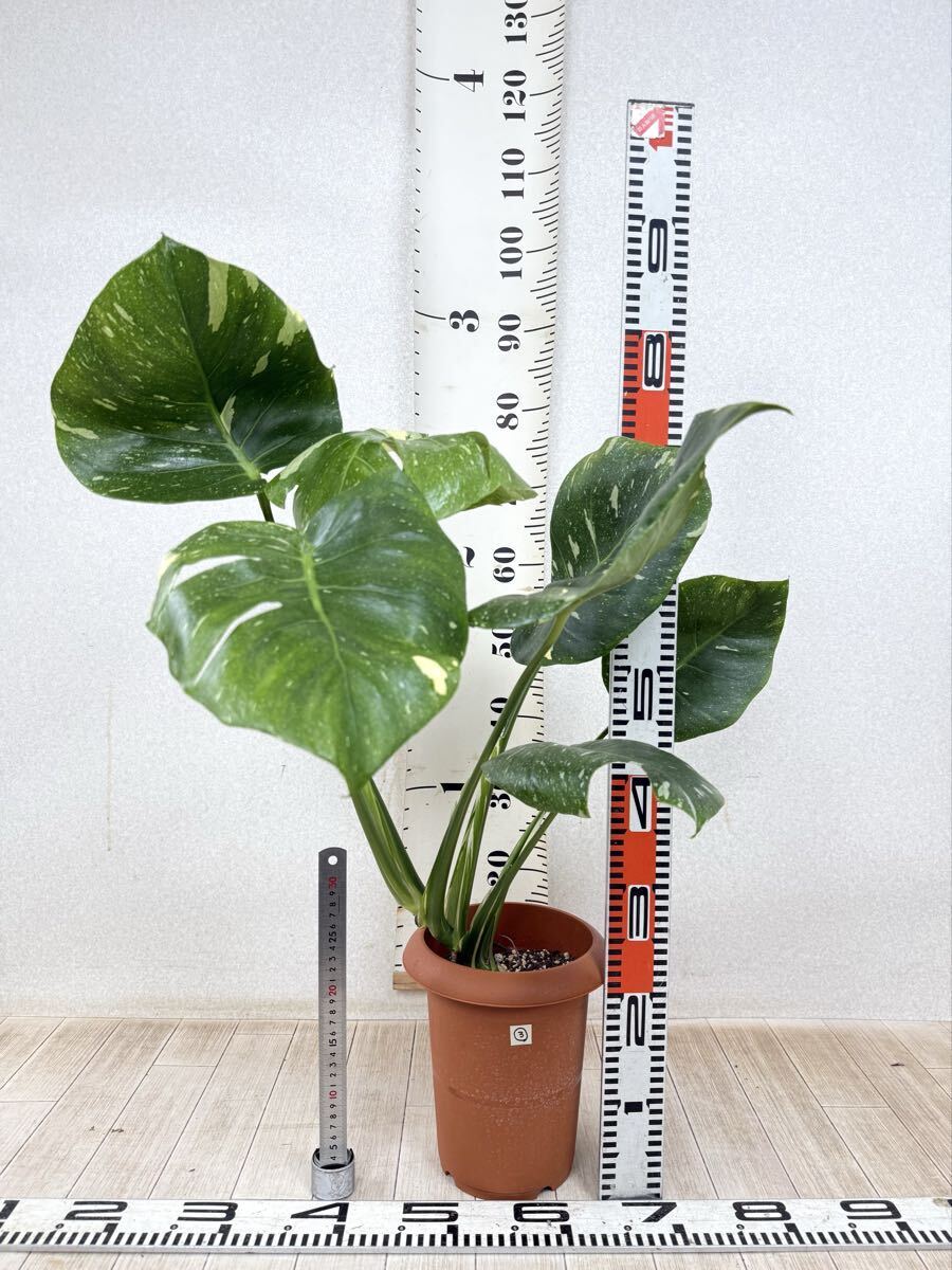 【3.斑入りモンステラ タイコンステレーション デリシオサ 6号鉢 現品 送料無料】沖縄県、離島配送不可拍卖