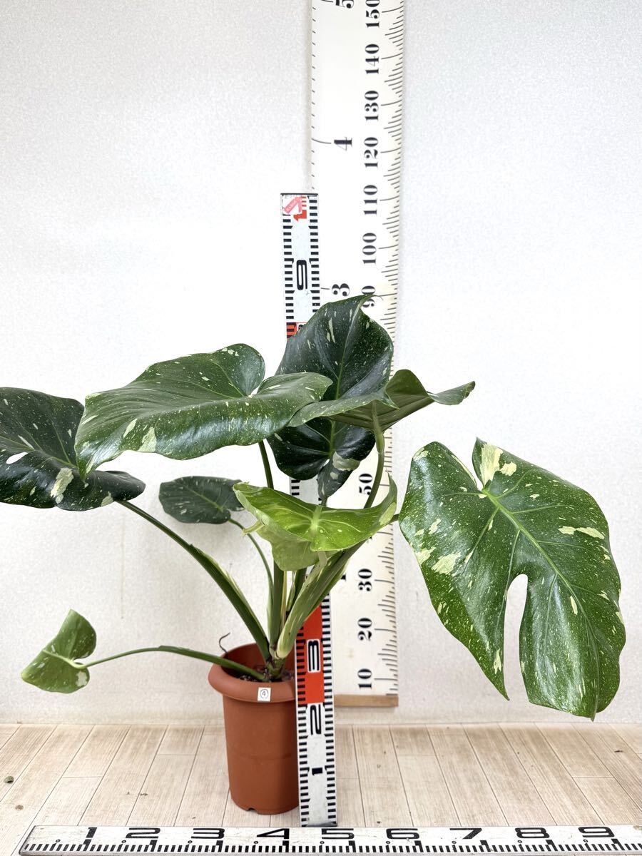 【4.斑入りモンステラ タイコンステレーション デリシオサ 6号鉢 現品 送料無料】沖縄県、離島配送不可拍卖
