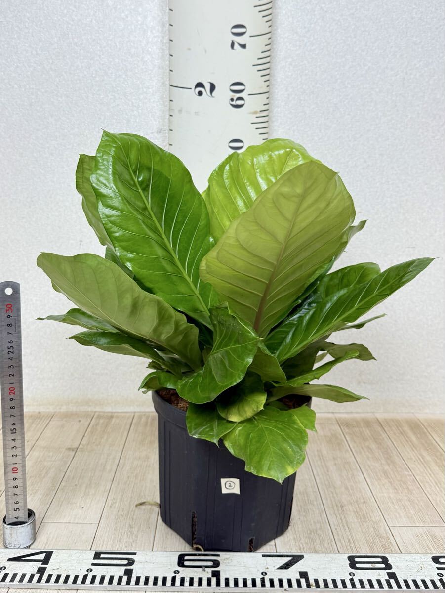 【2.アンスリューム鉢 マルバ  7寸鉢 現品 送料無料 沖縄県、離島配送不可】拍卖