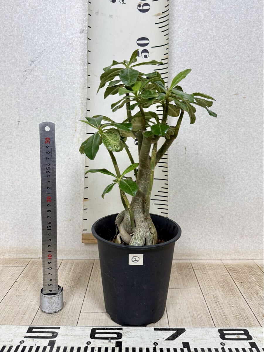 【2.アデニウム 斑入り 5号 現品 送料無料 沖縄県、離島配送不可】拍卖