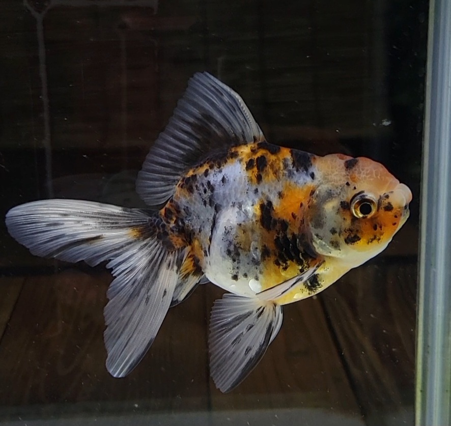 【はなはな】東錦 当歳魚 オス 四つ尾 約13㎝ (動画あり) ①拍卖