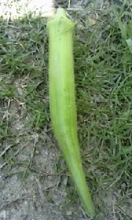 島オクラ  種 15粒 令和3年に自家採種 農薬不使用 動物性不使用 オクラ拍卖