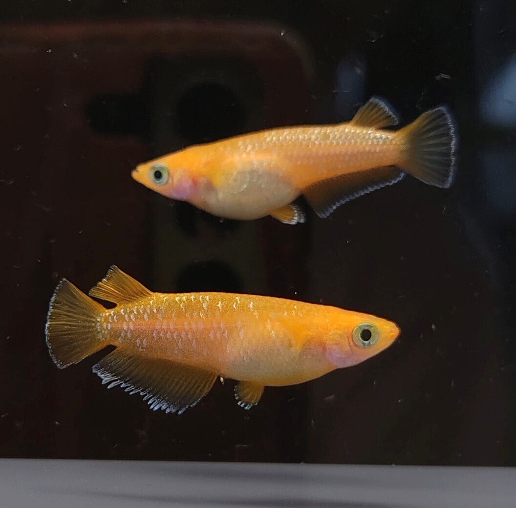 【とみたふぁーむ】サンセットダイヤ 1ペア 現物出品 拍卖