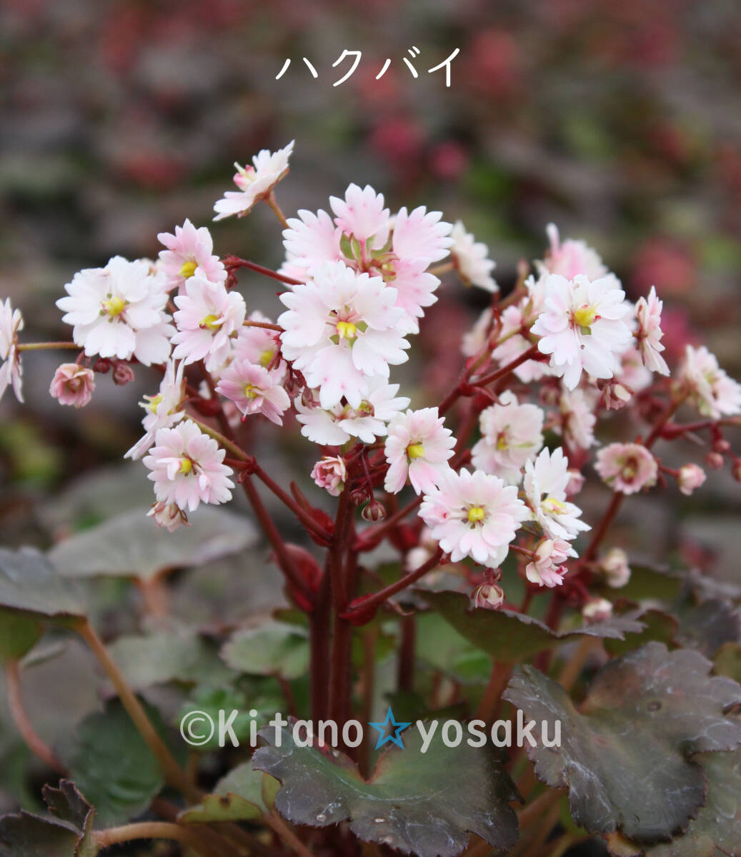 大文字草・白梅(ハクバイ)◇ユキノシタ科 3寸(9.0cm)ポリポット栽培 ☆花時期9月~拍卖